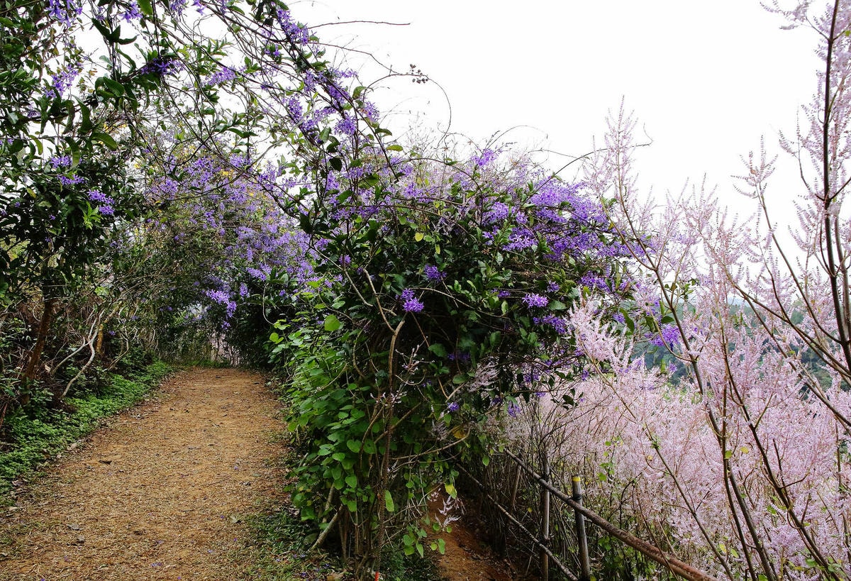 瑰蜜甜心玫瑰園,2024南投中寮熱門打卡景點,3000坪粉紅