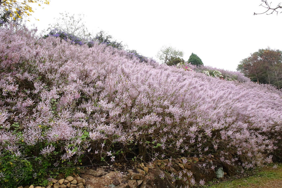 瑰蜜甜心玫瑰園,2024南投中寮熱門打卡景點,3000坪粉紅