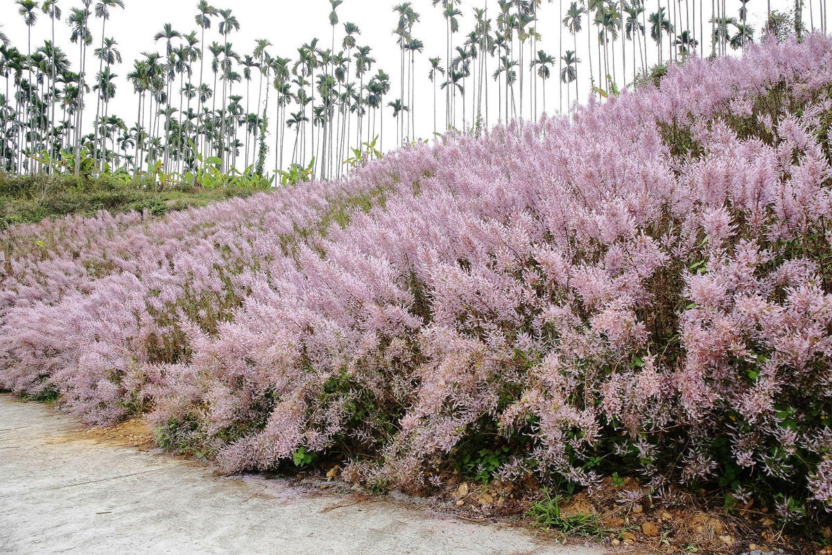 瑰蜜甜心玫瑰園,2024南投中寮熱門打卡景點,3000坪粉紅