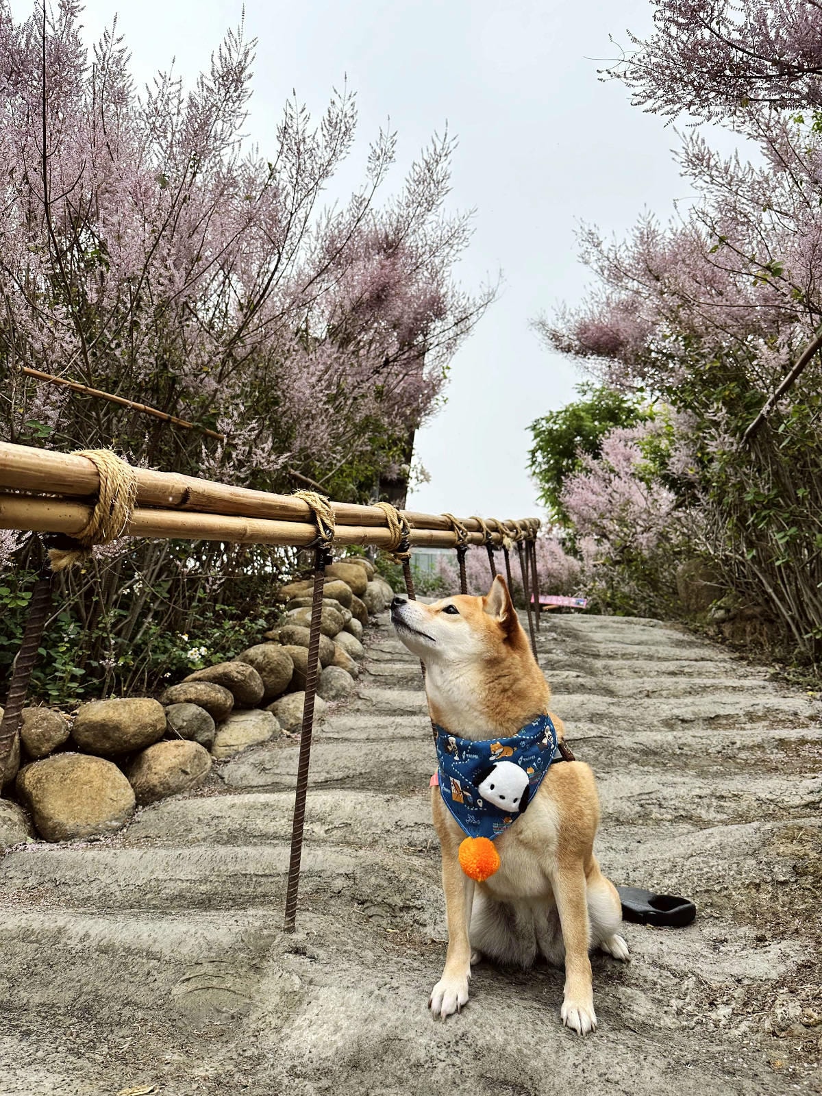 瑰蜜甜心玫瑰園,2024南投中寮熱門打卡景點,3000坪粉紅