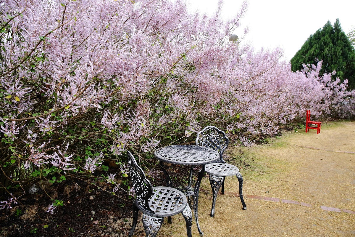 瑰蜜甜心玫瑰園,2024南投中寮熱門打卡景點,3000坪粉紅