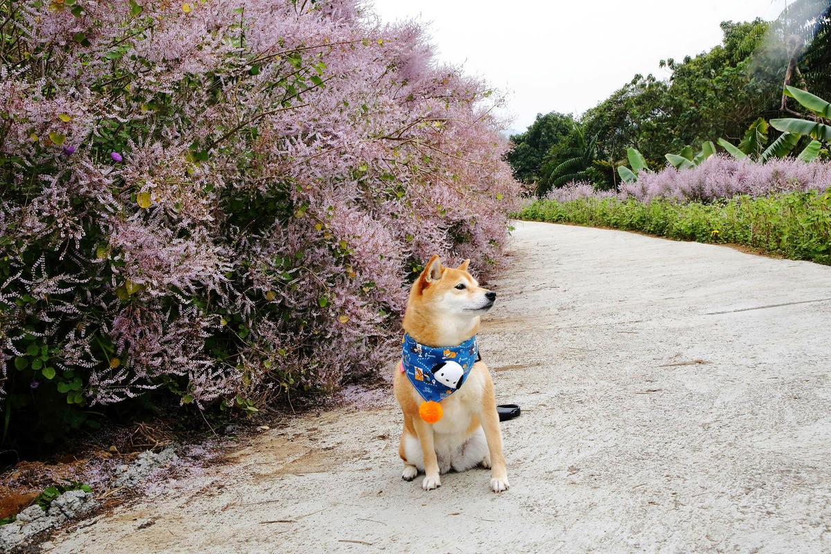 瑰蜜甜心玫瑰園,2024南投中寮熱門打卡景點,3000坪粉紅