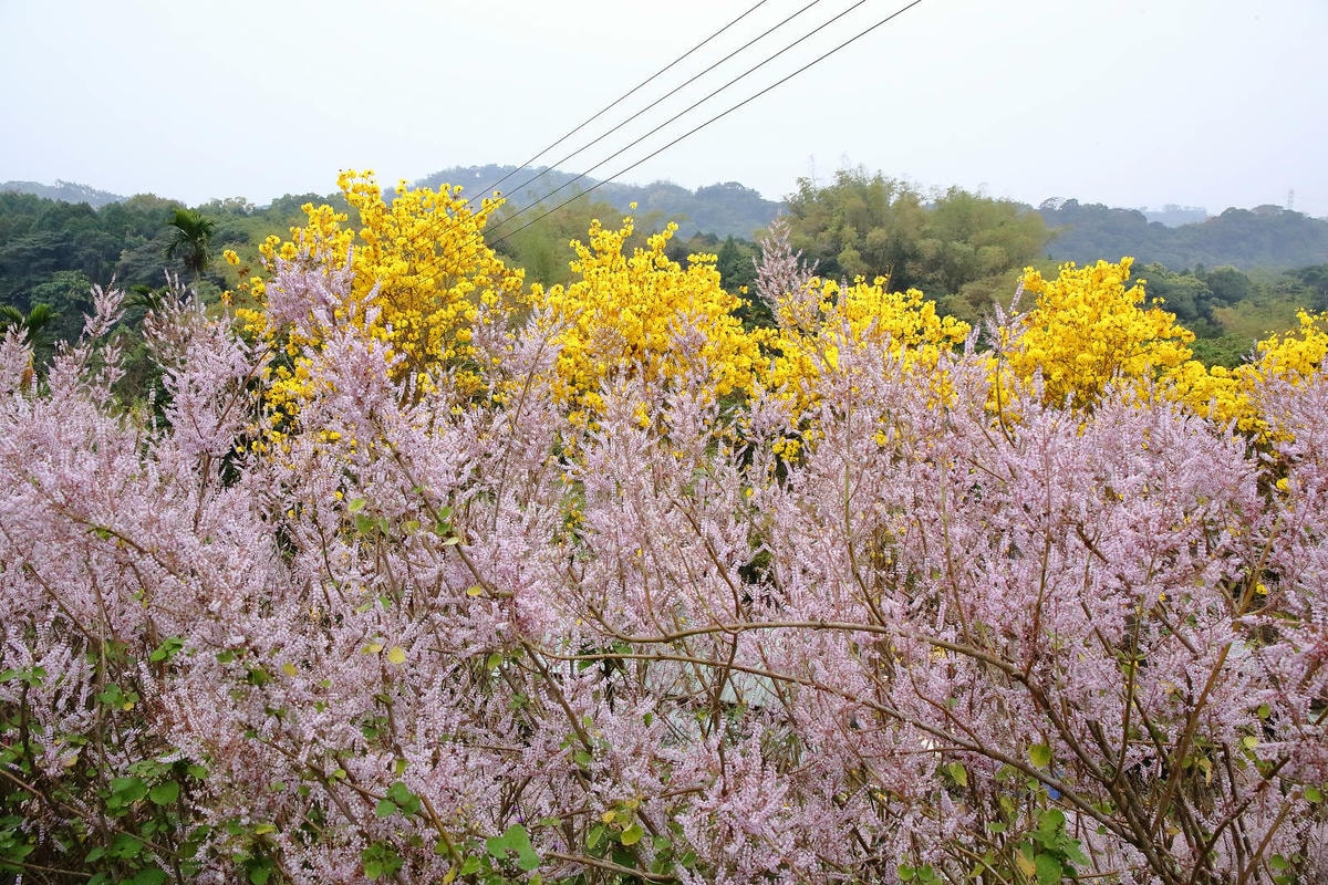 瑰蜜甜心玫瑰園,2024南投中寮熱門打卡景點,3000坪粉紅
