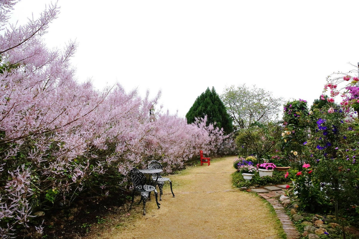 瑰蜜甜心玫瑰園,2024南投中寮熱門打卡景點,3000坪粉紅