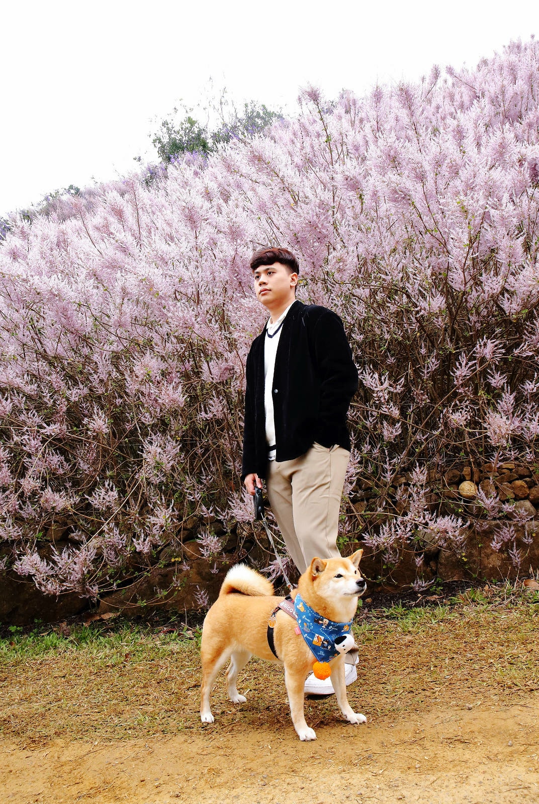 瑰蜜甜心玫瑰園,2024南投中寮熱門打卡景點,3000坪粉紅