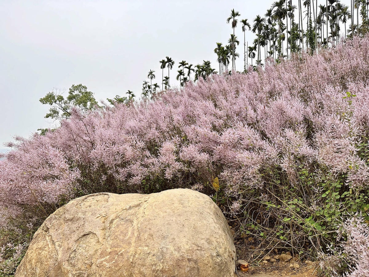 瑰蜜甜心玫瑰園,2024南投中寮熱門打卡景點,3000坪粉紅