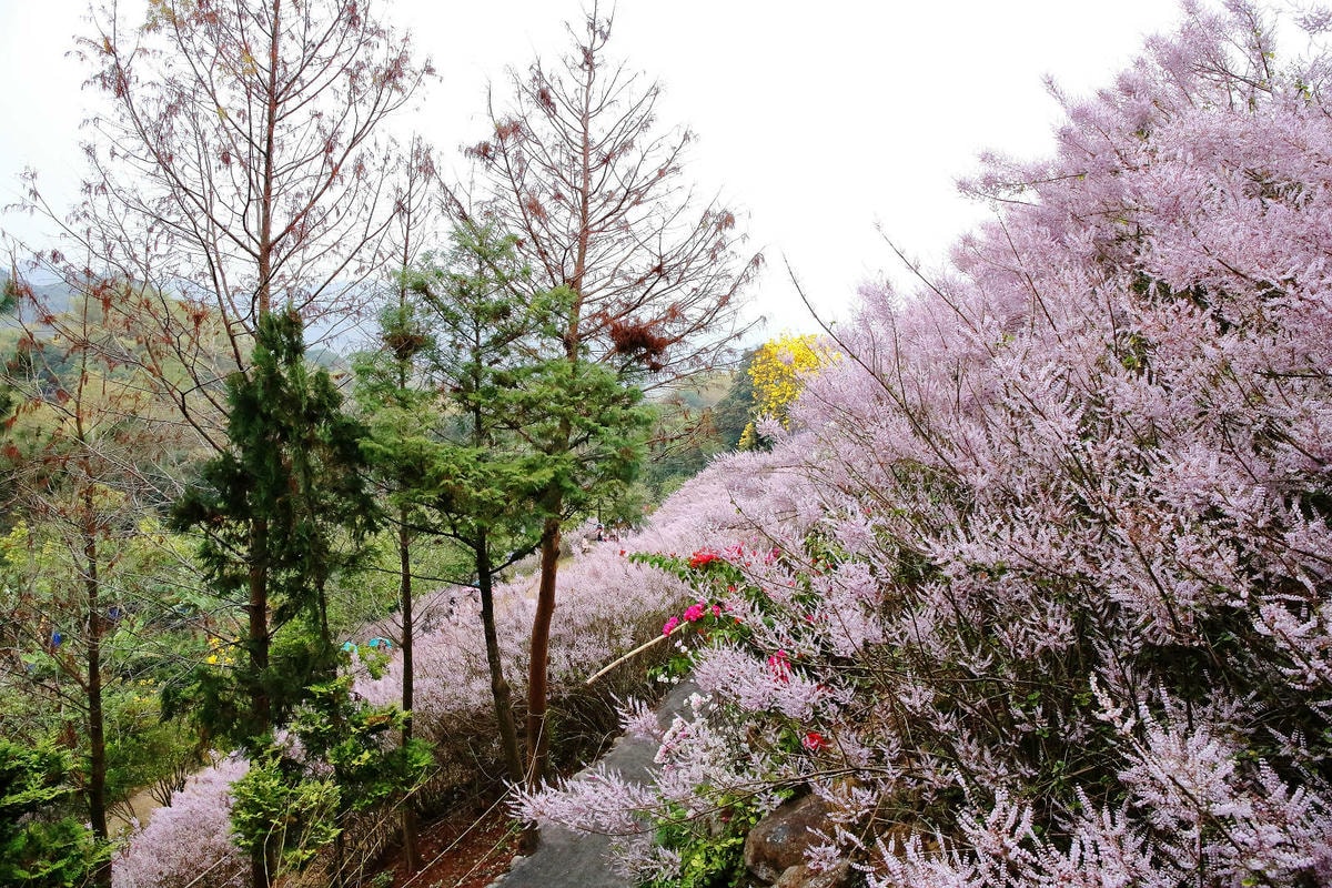 瑰蜜甜心玫瑰園,2024南投中寮熱門打卡景點,3000坪粉紅