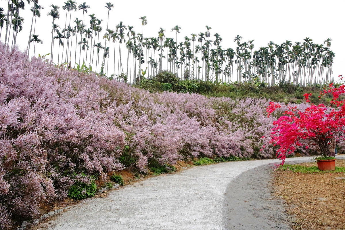 瑰蜜甜心玫瑰園,2024南投中寮熱門打卡景點,3000坪粉紅