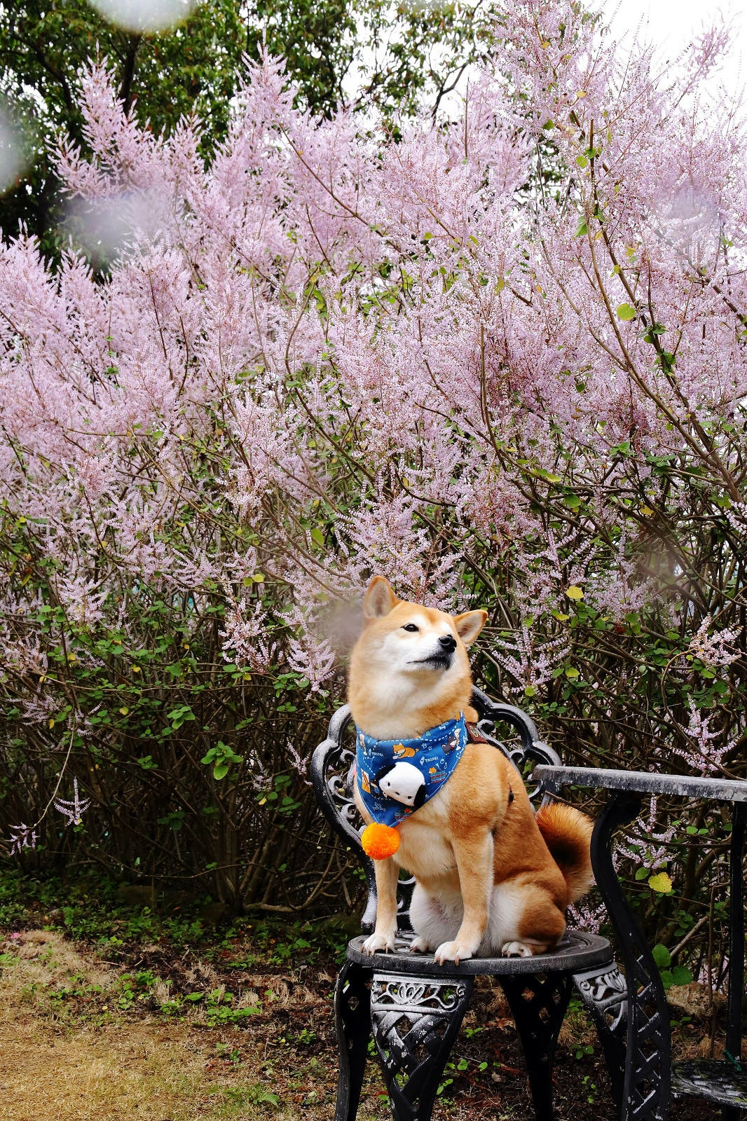 瑰蜜甜心玫瑰園,2024南投中寮熱門打卡景點,3000坪粉紅