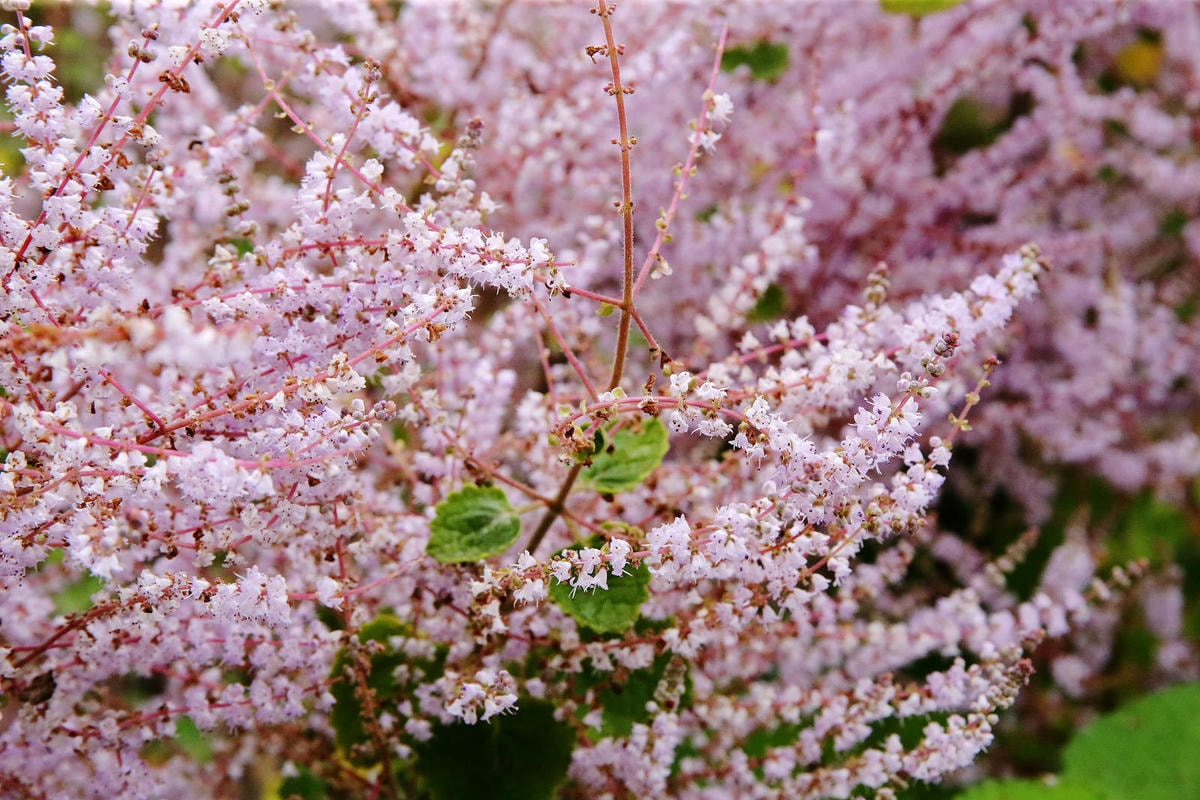 瑰蜜甜心玫瑰園,2024南投中寮熱門打卡景點,3000坪粉紅