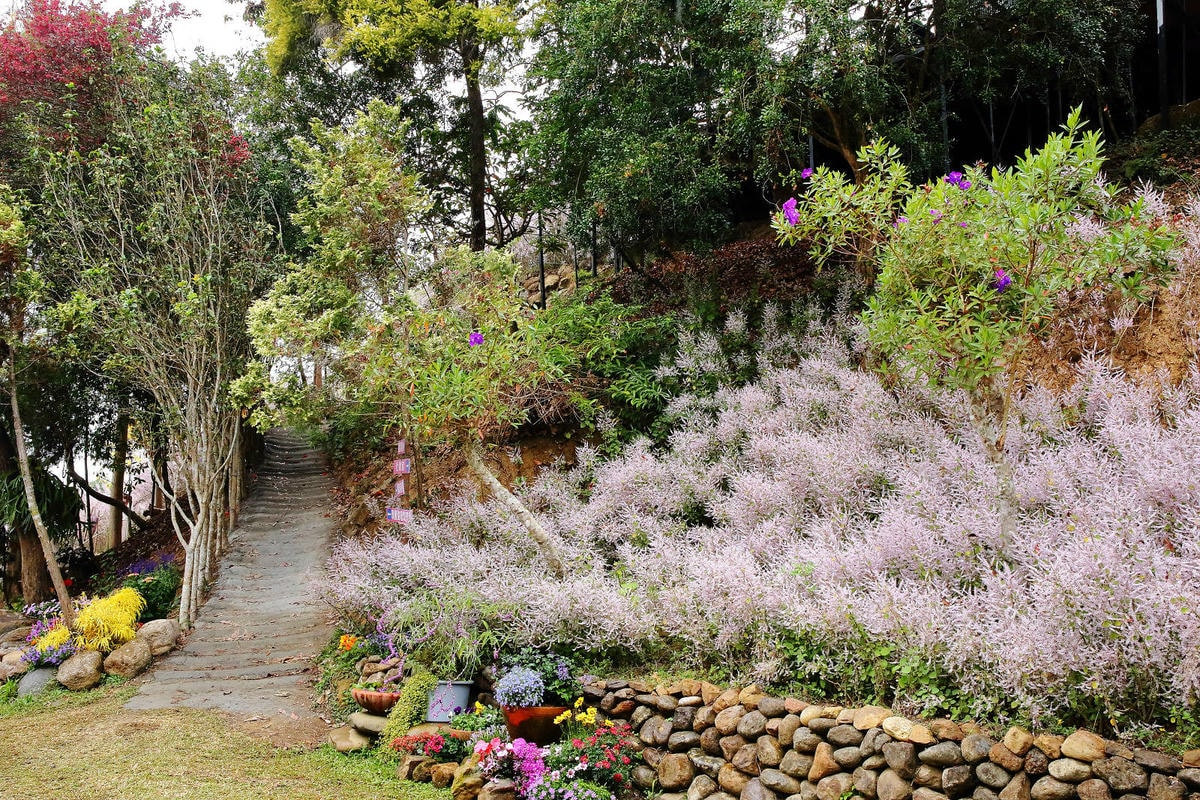 瑰蜜甜心玫瑰園,2024南投中寮熱門打卡景點,3000坪粉紅