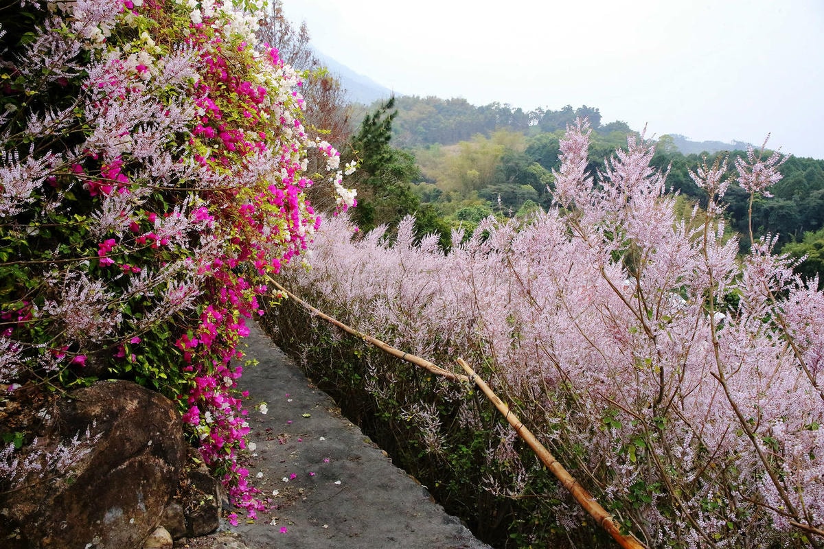 瑰蜜甜心玫瑰園,2024南投中寮熱門打卡景點,3000坪粉紅