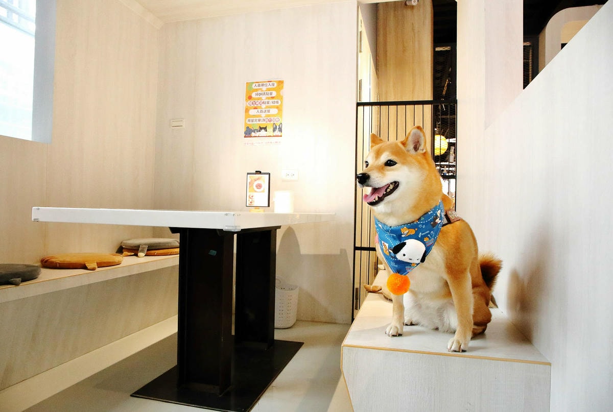 台中全新寵物餐廳開幕!瘋狂尾巴寵物遊樂園,結合了寵物餐廳、寵