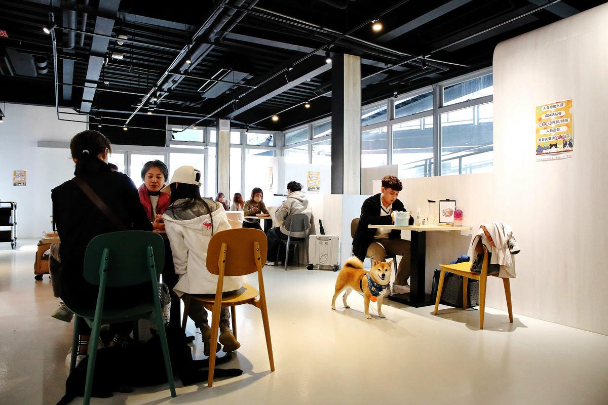 台中全新寵物餐廳開幕!瘋狂尾巴寵物遊樂園,結合了寵物餐廳、寵