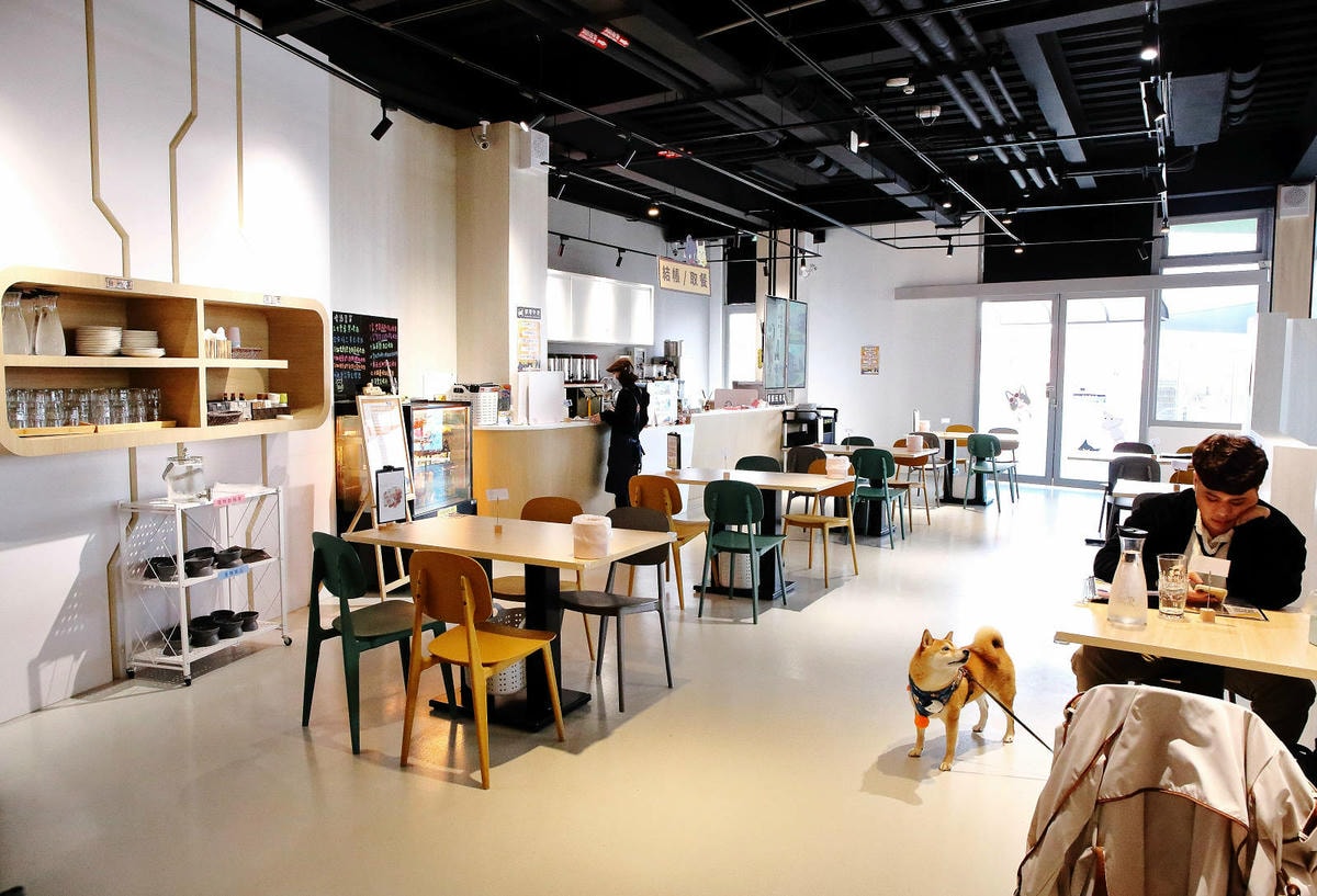 台中全新寵物餐廳開幕!瘋狂尾巴寵物遊樂園,結合了寵物餐廳、寵