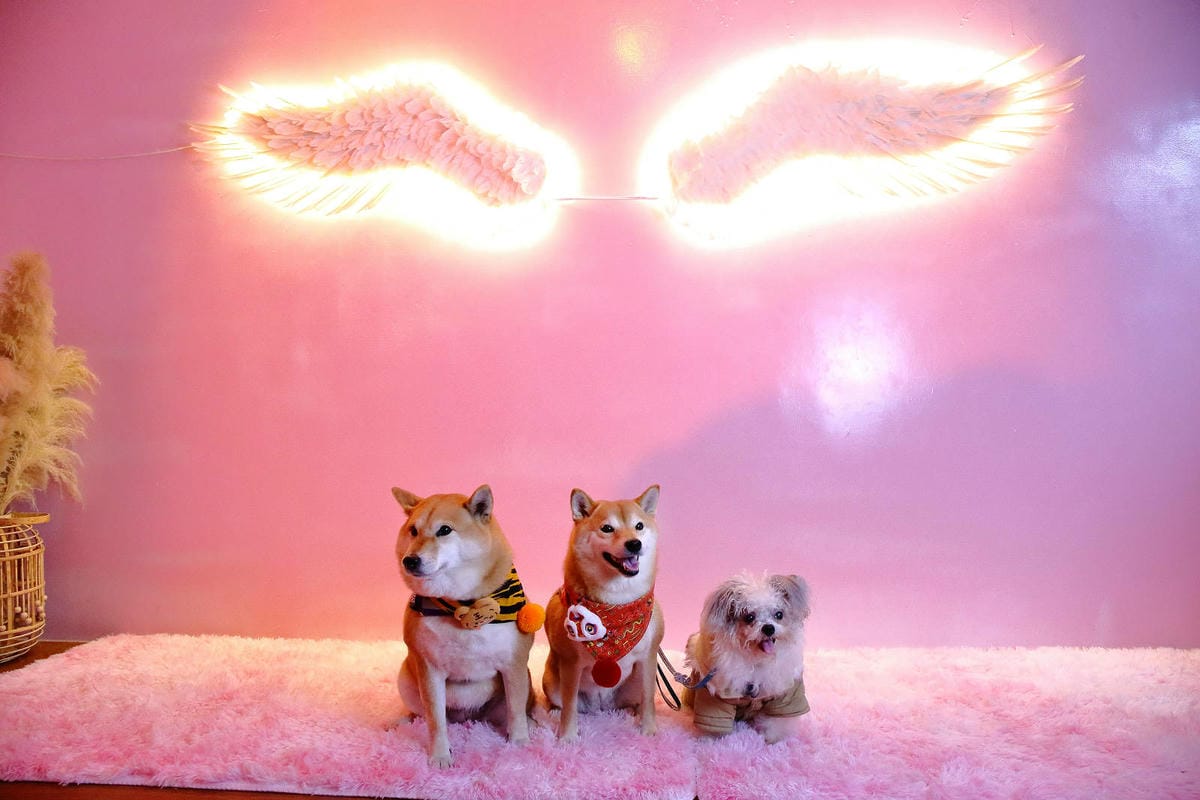 石碇秘境，武林逸亭網美景觀餐廳，寵物友善餐廳、夢幻的網美佈置