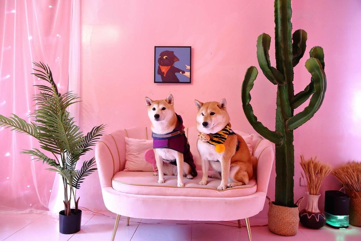 石碇秘境，武林逸亭網美景觀餐廳，寵物友善餐廳、夢幻的網美佈置