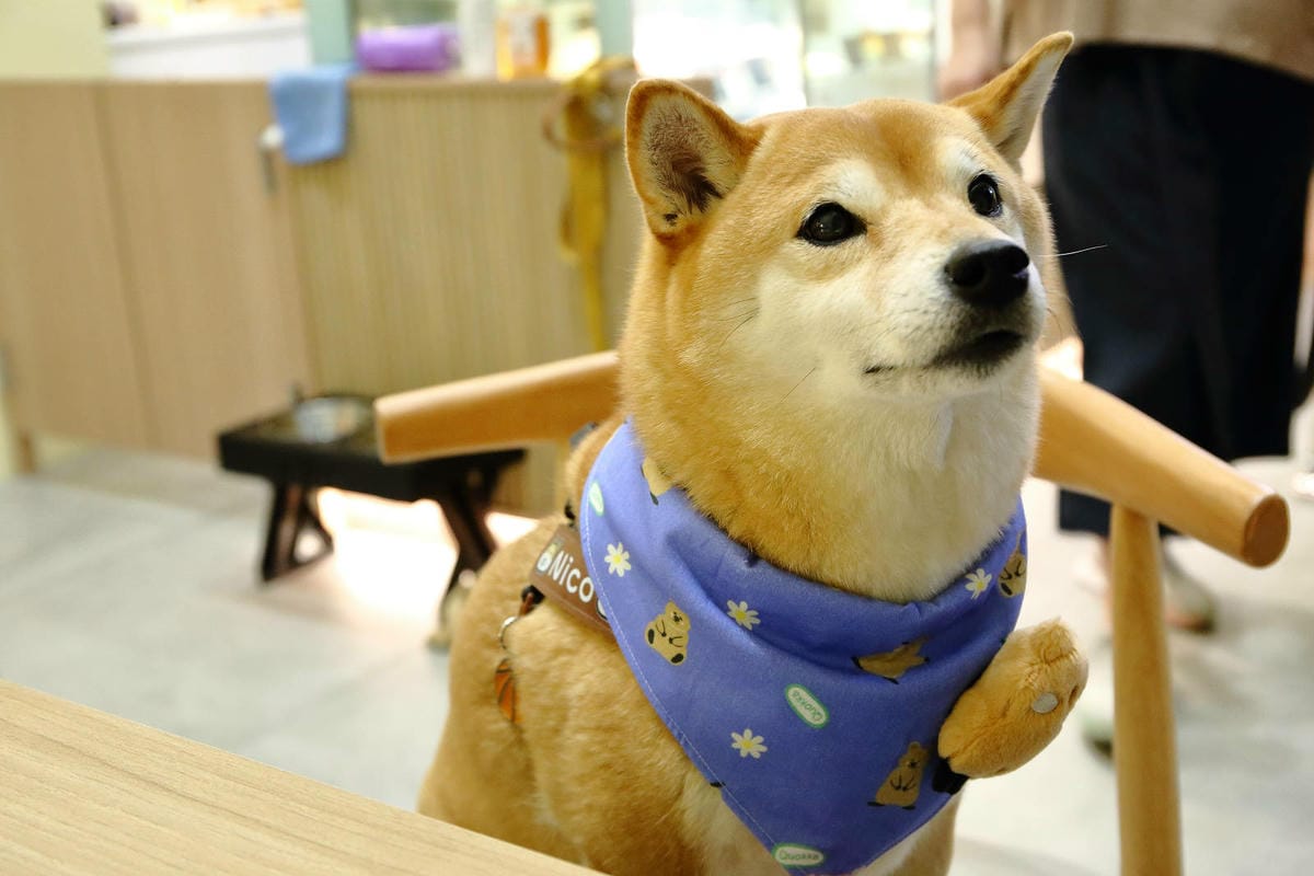 三峽北大寵物友善咖啡廳，Doha人寵甜點咖啡廳，IG爆紅創意