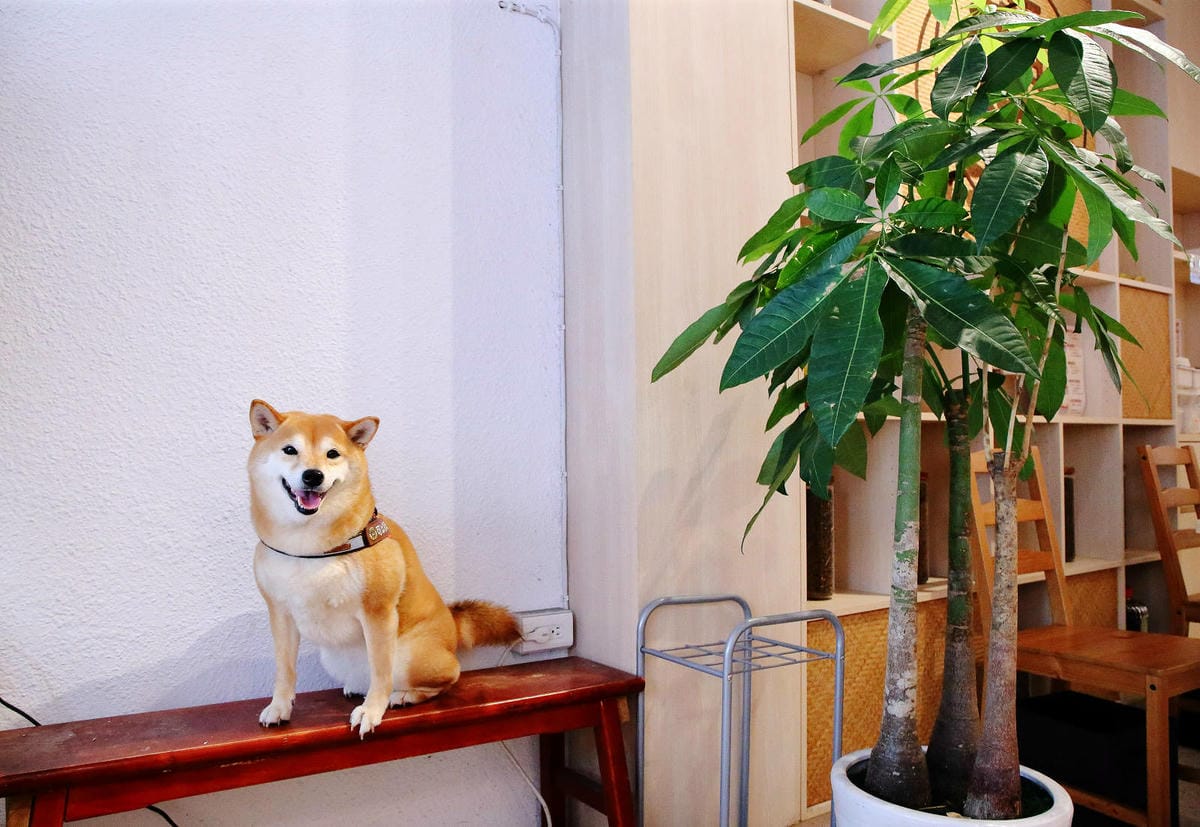 中和早午餐推薦!福洱商行,酥皮蛋餅專賣,各式配料的創意搭配, 中和早午餐推薦!福洱商行,酥皮蛋餅專賣,各式配料的創意搭配,