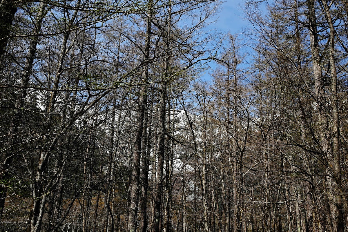 神的故鄉「上高地」,境內有大正池、田代池、河童橋、明神池等,