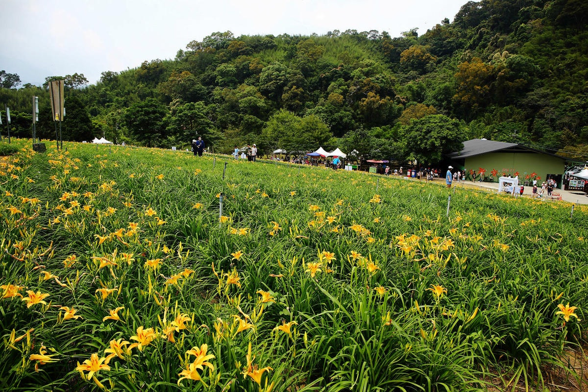 【2024金針花季】桃園大溪金針花新秘境大公開!百吉休閒農場