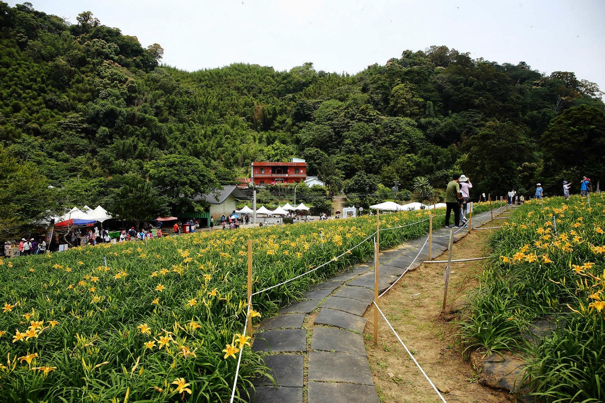 【2024金針花季】桃園大溪金針花新秘境大公開!百吉休閒農場