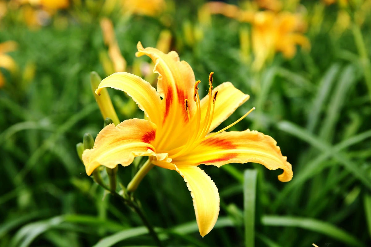 【2024金針花季】桃園大溪金針花新秘境大公開!百吉休閒農場