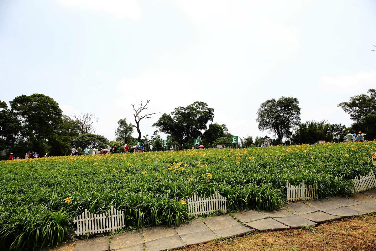 【2024金針花季】桃園大溪金針花新秘境大公開!百吉休閒農場