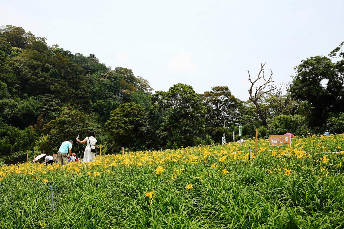 【2024金針花季】桃園大溪金針花新秘境大公開!百吉休閒農場