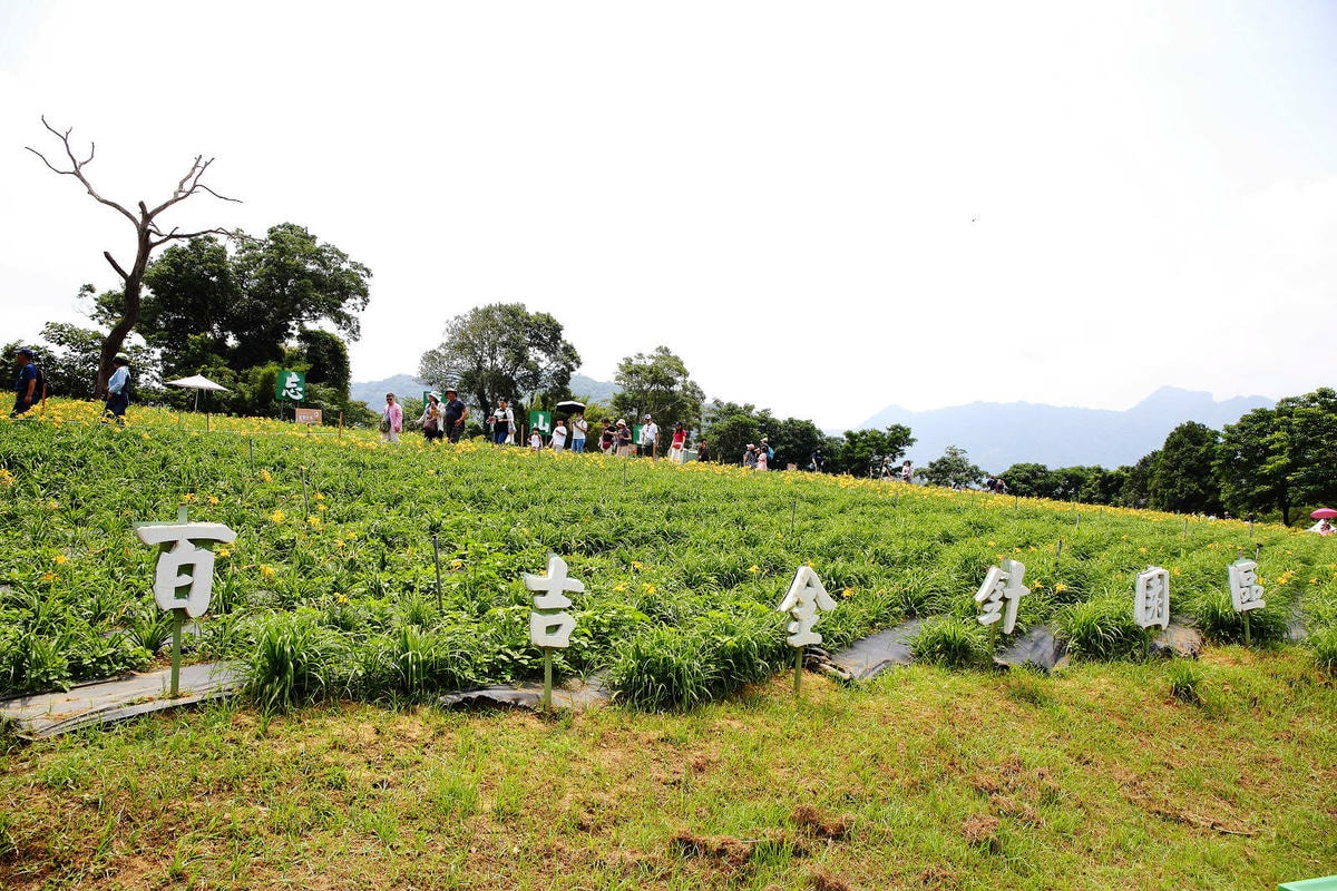 【2024金針花季】桃園大溪金針花新秘境大公開!百吉休閒農場