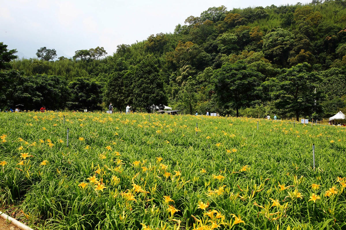 【2024金針花季】桃園大溪金針花新秘境大公開!百吉休閒農場