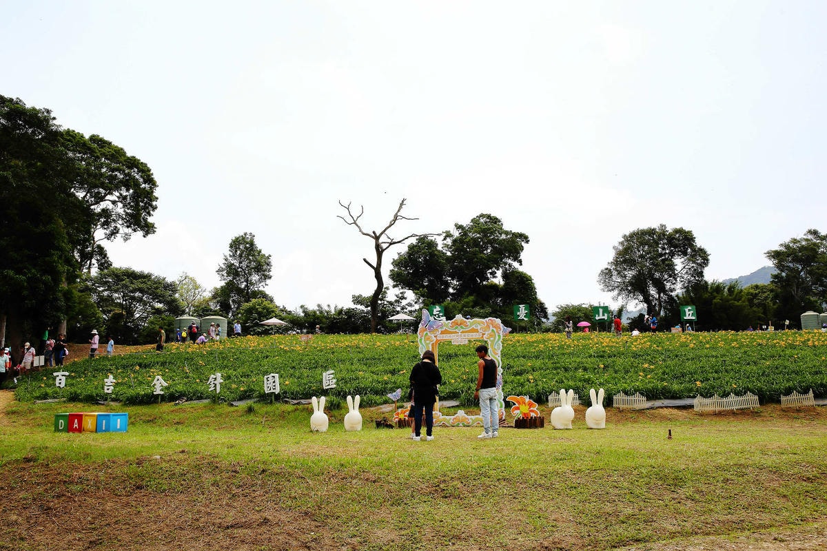 【2024金針花季】桃園大溪金針花新秘境大公開!百吉休閒農場