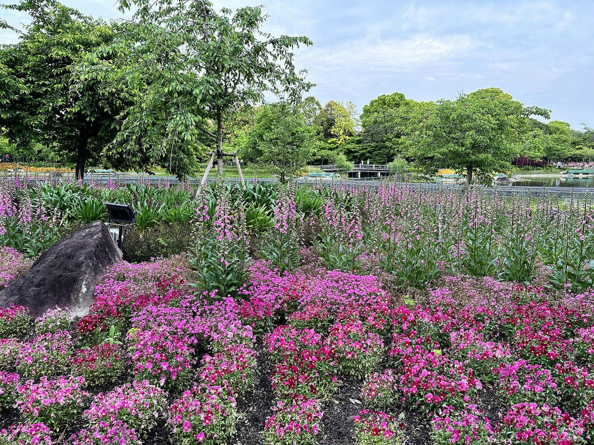 世界級美景,日本最大絢麗夢幻夜間燈光秀,結合花朵與燈飾的「名