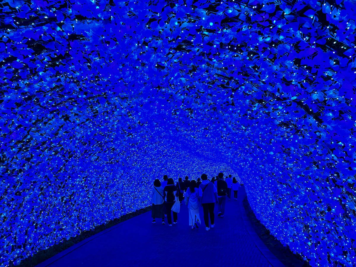 世界級美景,日本最大絢麗夢幻夜間燈光秀,結合花朵與燈飾的「名