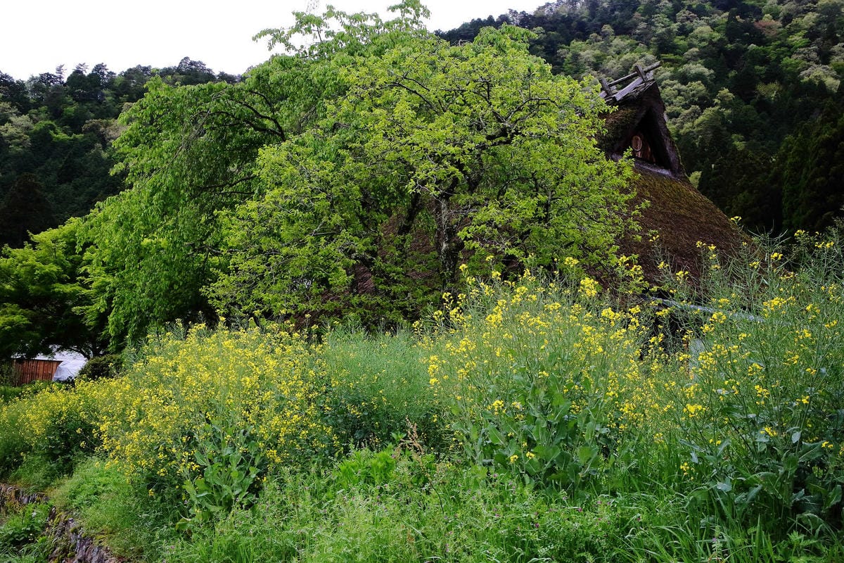 京都秘境-美山茅草屋之里｜美山合掌村，日本三大合掌村之一，被