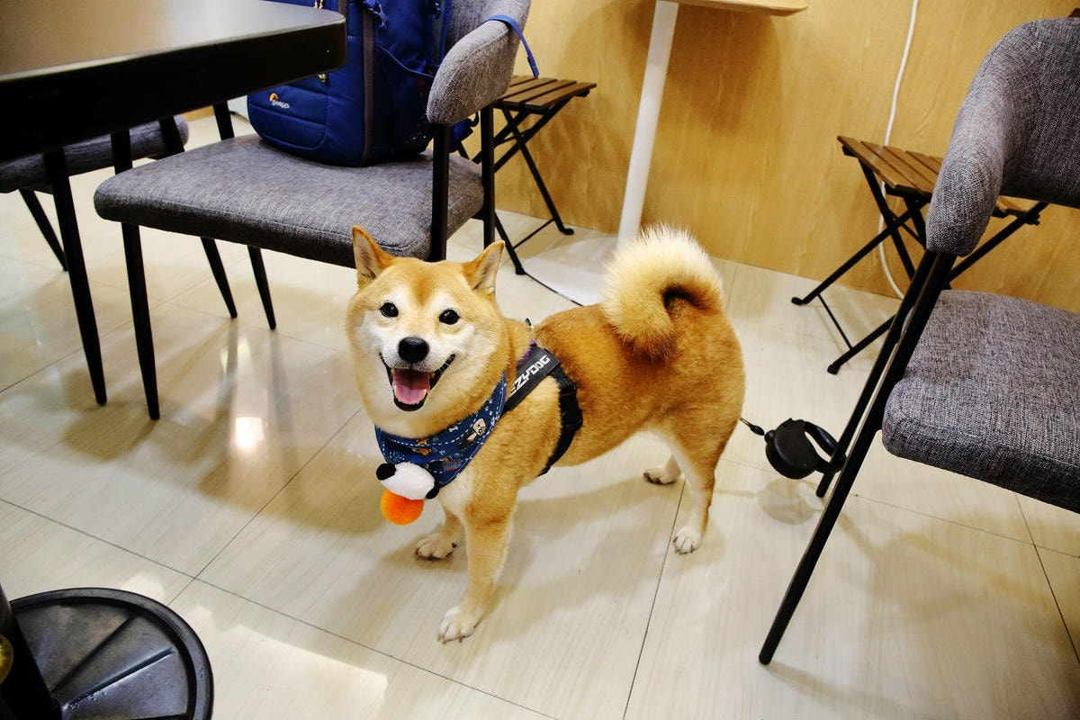 桃園冰店推薦!滿到不行的浮誇水果造型101塔,吸睛外觀與美味 桃園冰店推薦!盛夏冰菓室滿到不行的浮誇水果造型101塔,吸睛