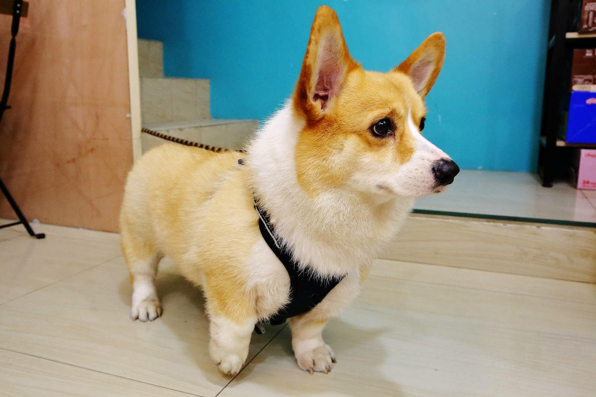 桃園冰店推薦!滿到不行的浮誇水果造型101塔,吸睛外觀與美味 桃園冰店推薦!盛夏冰菓室滿到不行的浮誇水果造型101塔,吸睛