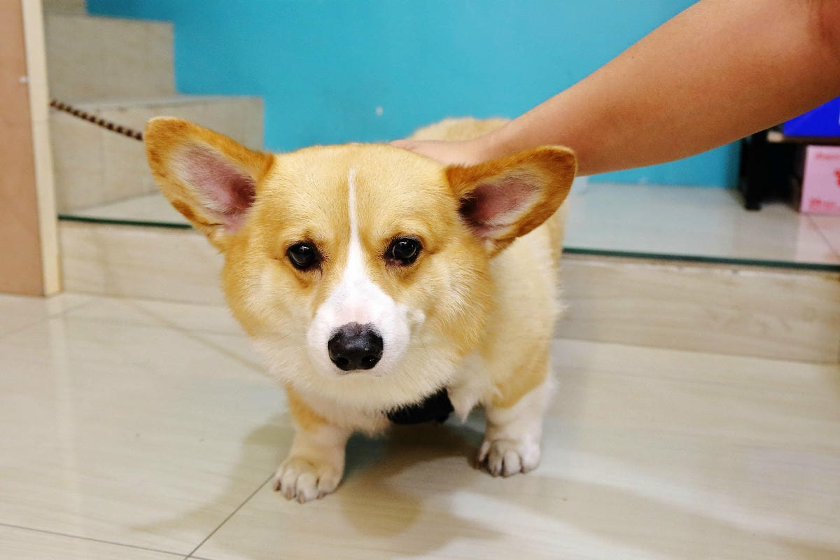 桃園冰店推薦!滿到不行的浮誇水果造型101塔,吸睛外觀與美味 桃園冰店推薦!盛夏冰菓室滿到不行的浮誇水果造型101塔,吸睛