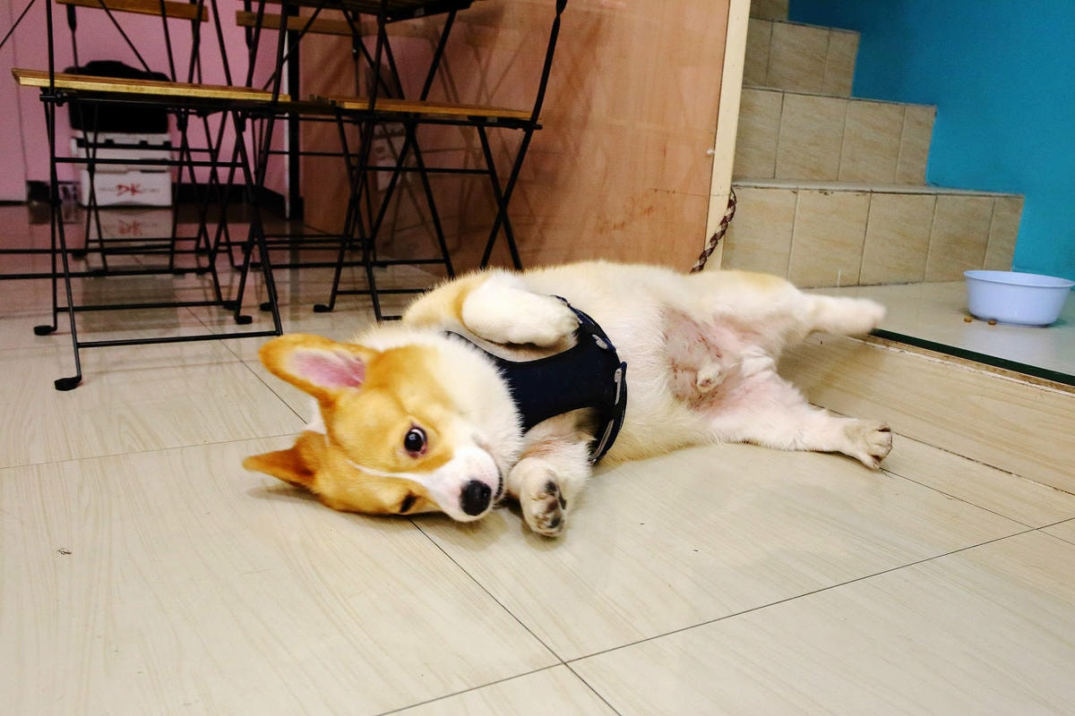 桃園冰店推薦!滿到不行的浮誇水果造型101塔,吸睛外觀與美味 桃園冰店推薦!盛夏冰菓室滿到不行的浮誇水果造型101塔,吸睛