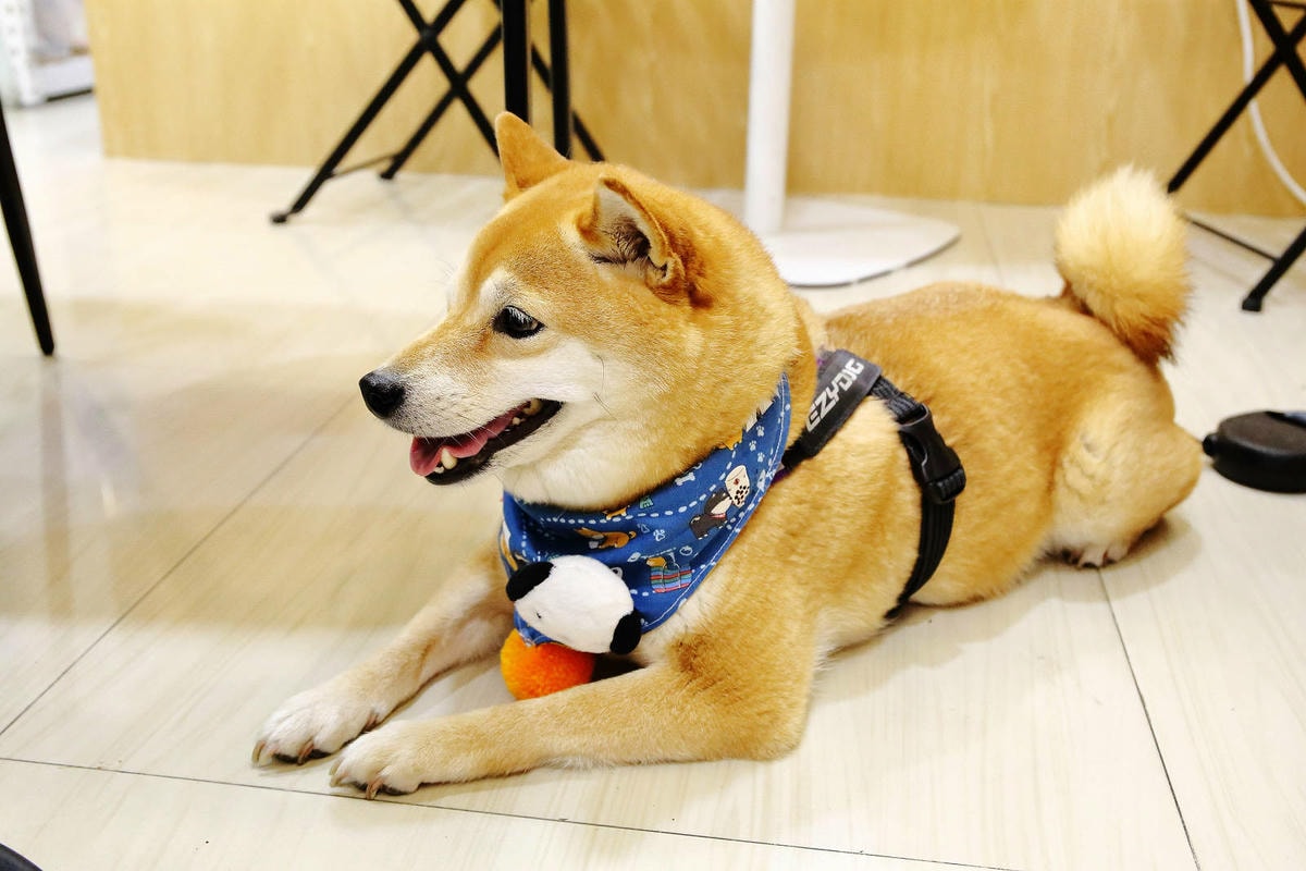 桃園冰店推薦!滿到不行的浮誇水果造型101塔,吸睛外觀與美味 桃園冰店推薦!盛夏冰菓室滿到不行的浮誇水果造型101塔,吸睛