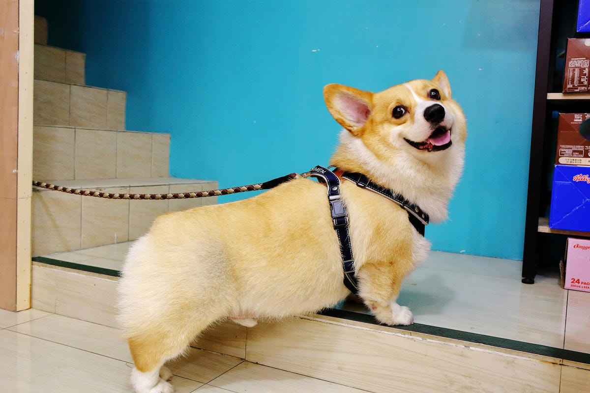 桃園冰店推薦!滿到不行的浮誇水果造型101塔,吸睛外觀與美味 桃園冰店推薦!盛夏冰菓室滿到不行的浮誇水果造型101塔,吸睛