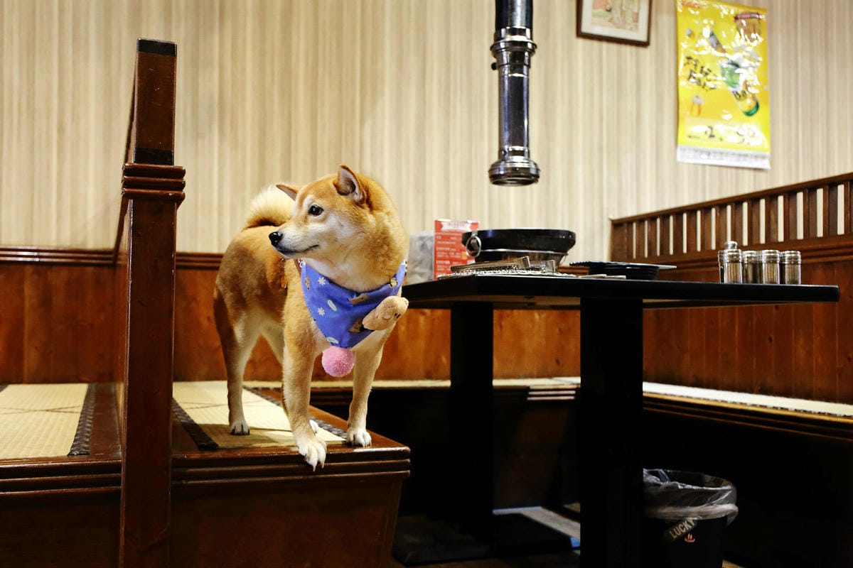 桃園中壢燒肉推薦，潮肉炭火燒肉中壢新生店，CP值超高的和牛吃