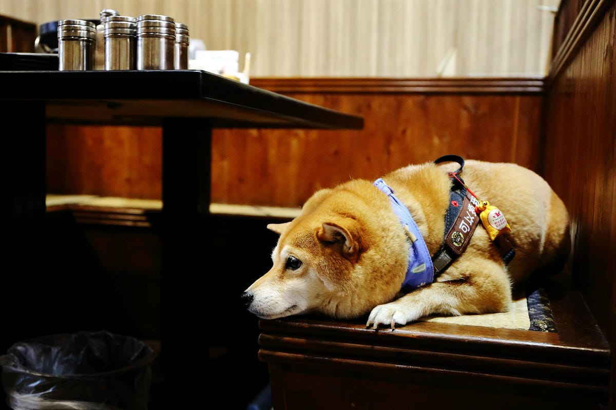 桃園中壢燒肉推薦，潮肉炭火燒肉中壢新生店，CP值超高的和牛吃