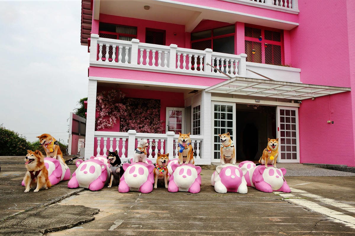 雲林古坑粉紅泡泡，雲林十大打卡聖地，雲林絕對不能錯過的景點，