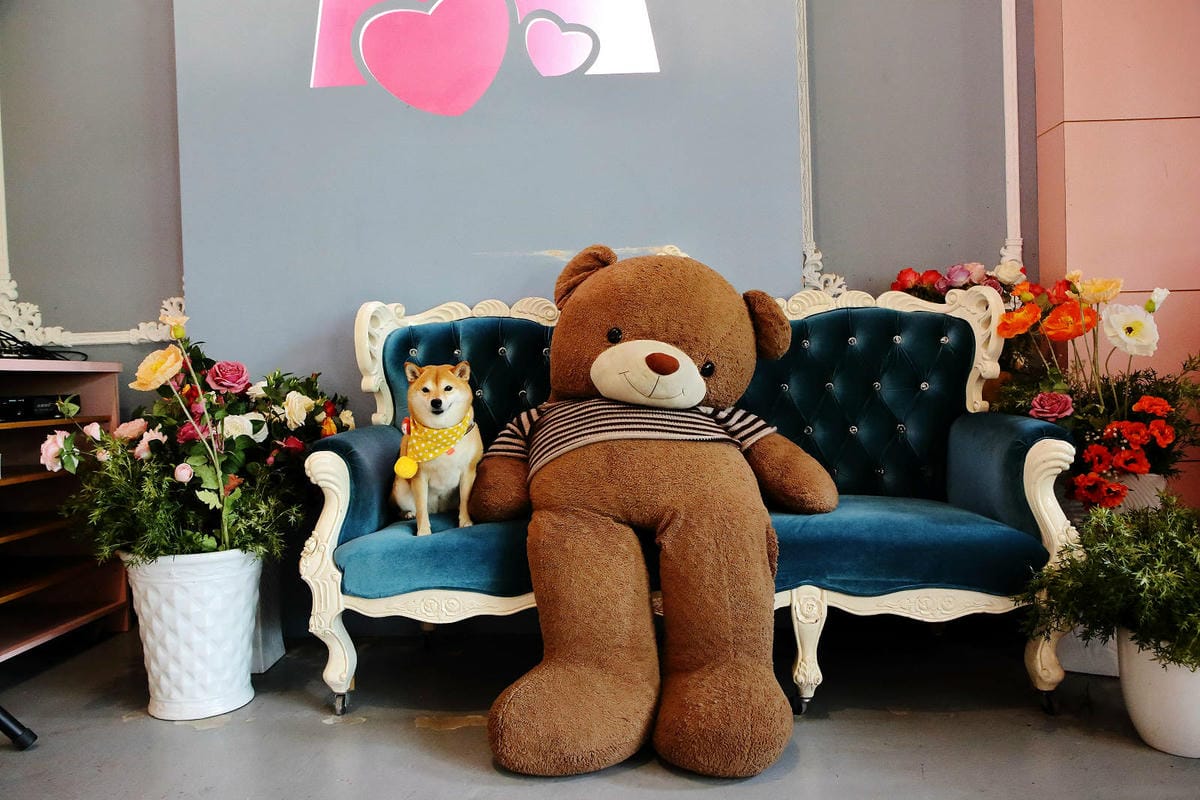 雲林古坑粉紅泡泡，雲林十大打卡聖地，雲林絕對不能錯過的景點，