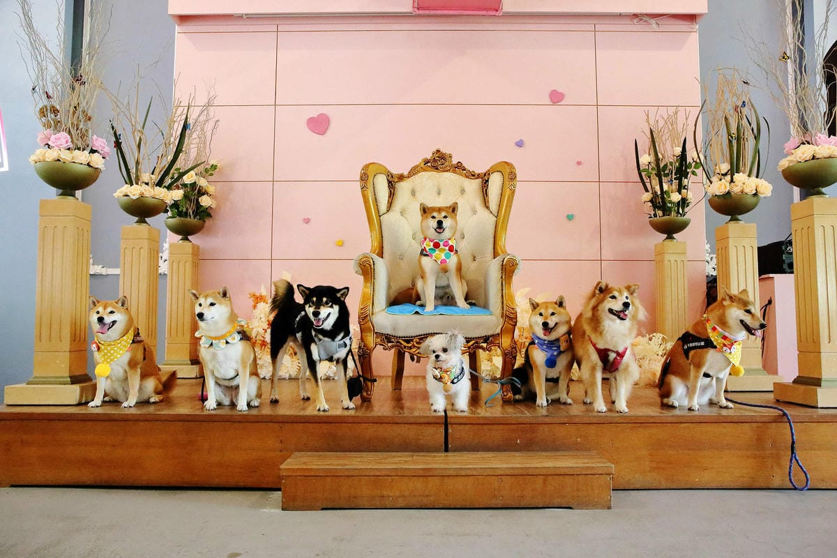 雲林古坑粉紅泡泡，雲林十大打卡聖地，雲林絕對不能錯過的景點，