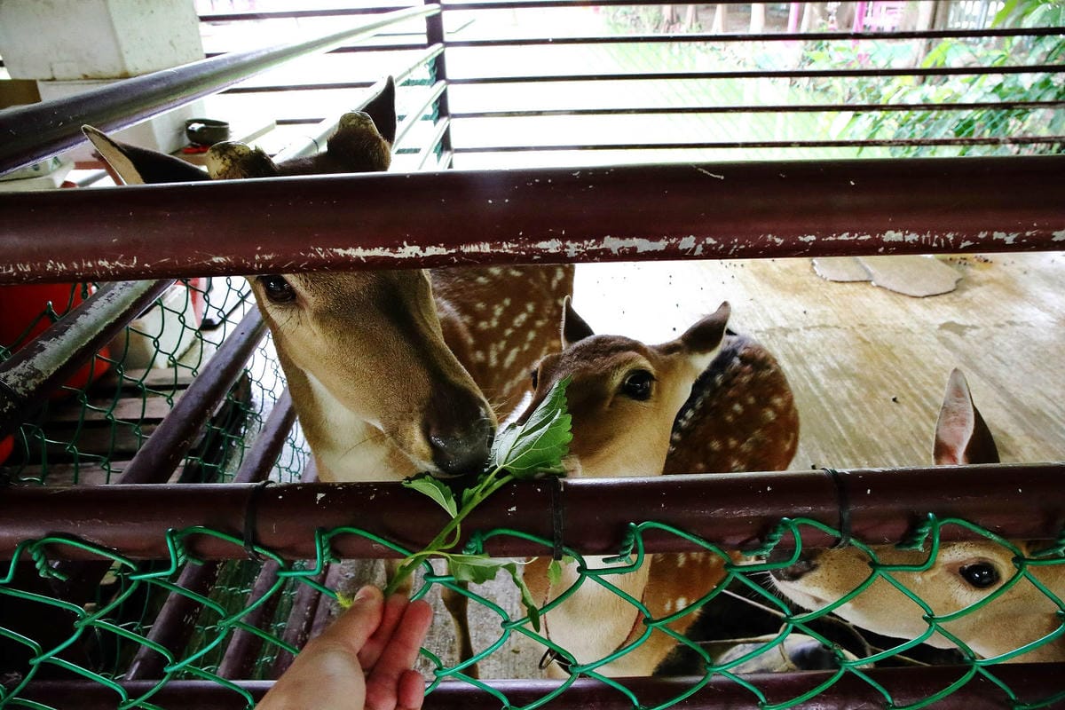 雲林古坑粉紅泡泡，雲林十大打卡聖地，雲林絕對不能錯過的景點，