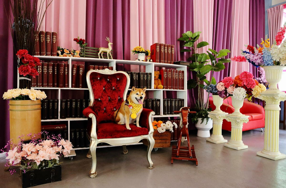 雲林古坑粉紅泡泡，雲林十大打卡聖地，雲林絕對不能錯過的景點，