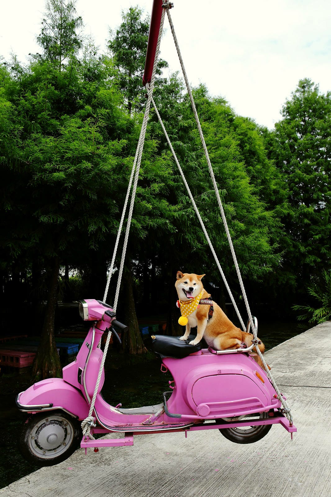 雲林古坑粉紅泡泡，雲林十大打卡聖地，雲林絕對不能錯過的景點，