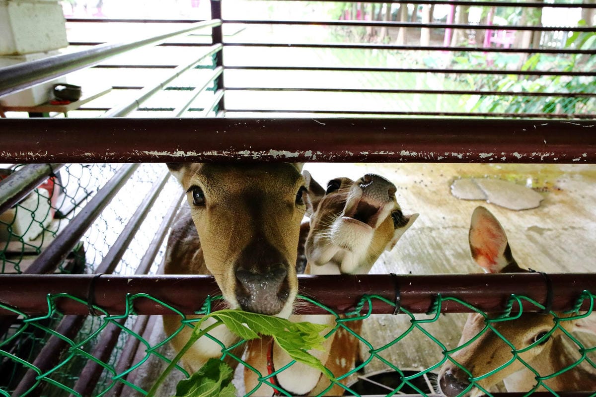 雲林古坑粉紅泡泡，雲林十大打卡聖地，雲林絕對不能錯過的景點，
